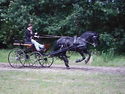 Galop vorm Wagen